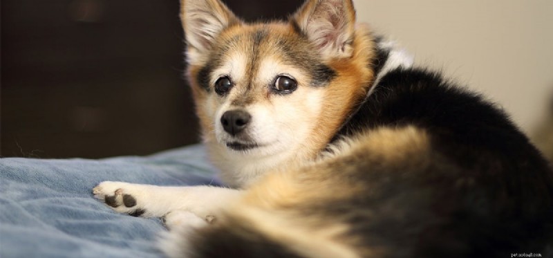 Os cães podem sentir o cheiro de decepção?