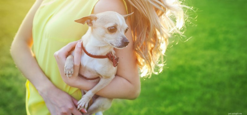 Kan hundar lukta depression?