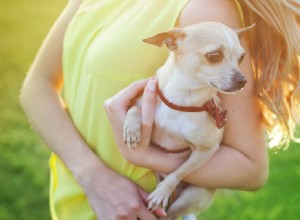 Kan hundar lukta depression?