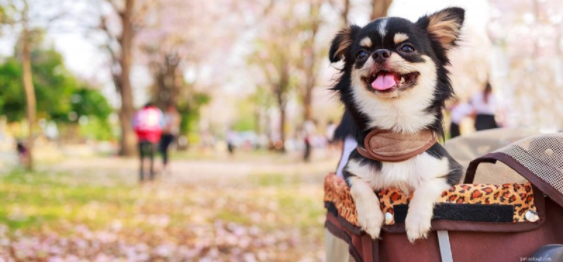 犬はピーナッツ バターを通して薬の匂いを嗅ぐことができますか?