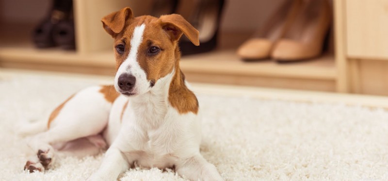 Kan hundar lukta droger genom jordnötssmör?