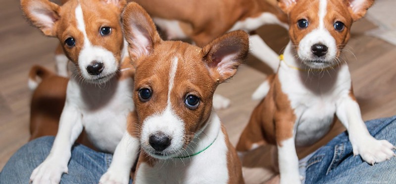 Kunnen honden drugs ruiken via pindakaas?