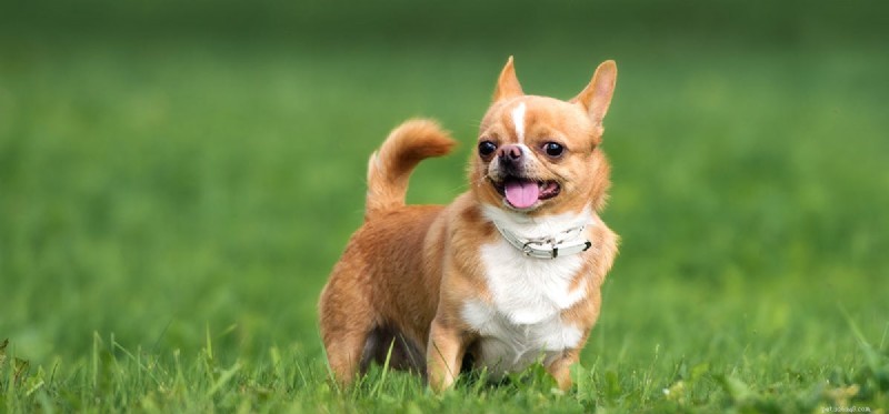 犬は耳の感染症の匂いを嗅ぐことができますか?