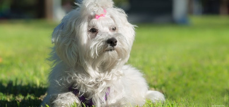 Os cães podem cheirar infecções de ouvido?