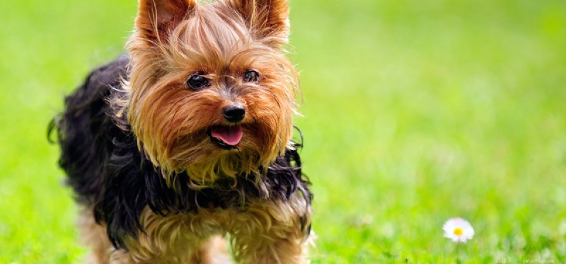개가 귀 감염의 냄새를 맡을 수 있습니까?