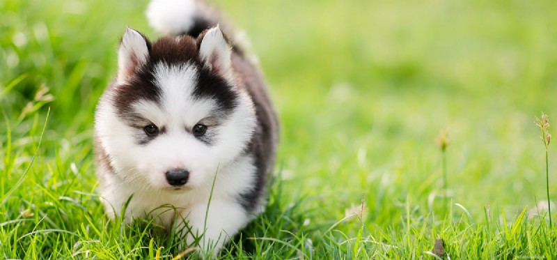Os cães podem cheirar a erva comestível?