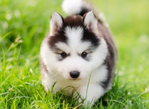 Могут ли собаки чувствовать запах съедобной травы?