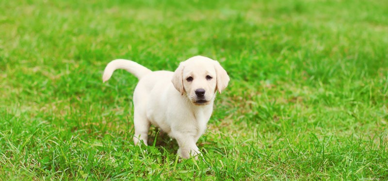 Cítí psi jedlou trávu?