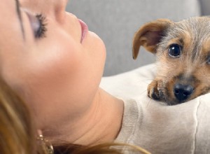 Kunnen honden emoties ruiken?