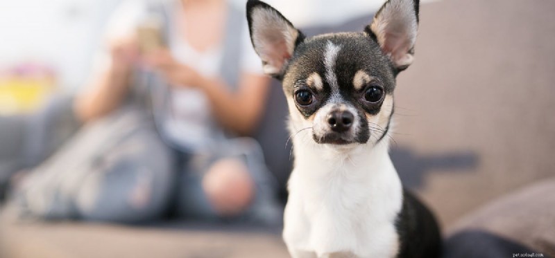 I cani possono annusare le emozioni?