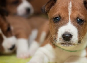 I cani possono annusare gli oli essenziali?