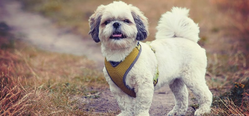 Могут ли собаки чувствовать запах эвкалипта?