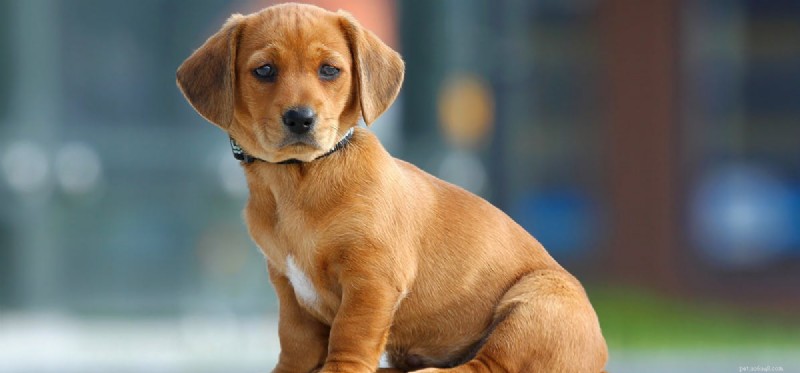 I cani possono annusare le pulci?