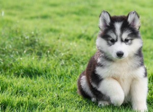 Cítí psi zmrzlou trávu?