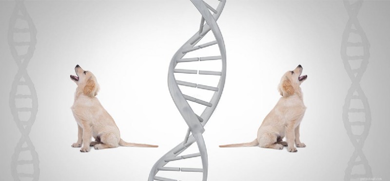 Kan hundar lukta gener?
