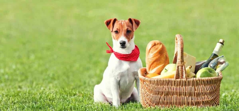 I cani possono annusare il glutine?