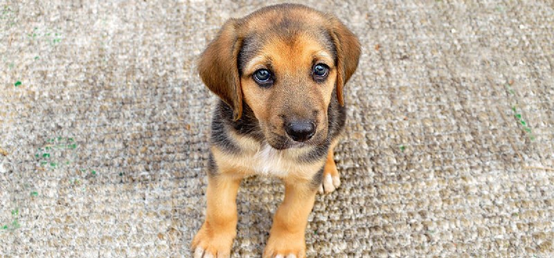 Os cães podem cheirar túmulos?