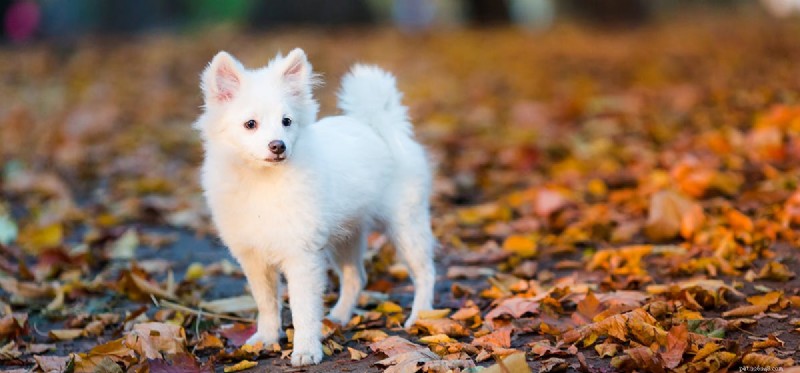 Os cães podem cheirar túmulos?