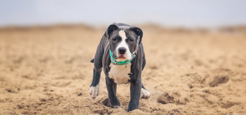 Les chiens peuvent-ils sentir les tombes ?