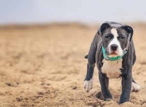 Os cães podem cheirar túmulos?