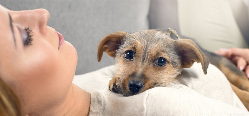 Могут ли собаки чуять человеческую мочу?
