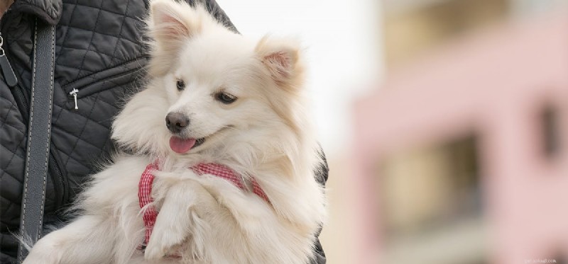 Могут ли собаки чуять человеческую мочу?