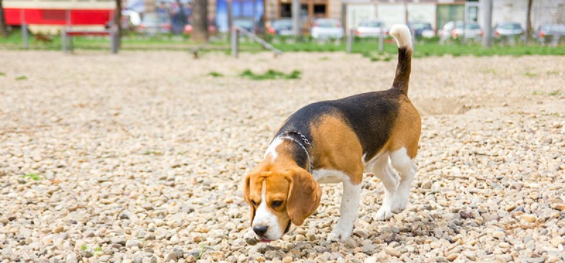 I cani possono annusare le pillole di oppiacei?