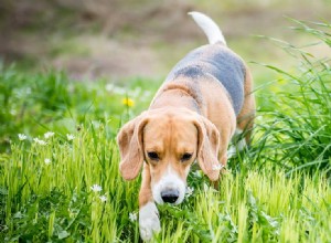 Os cães podem cheirar opiáceos?