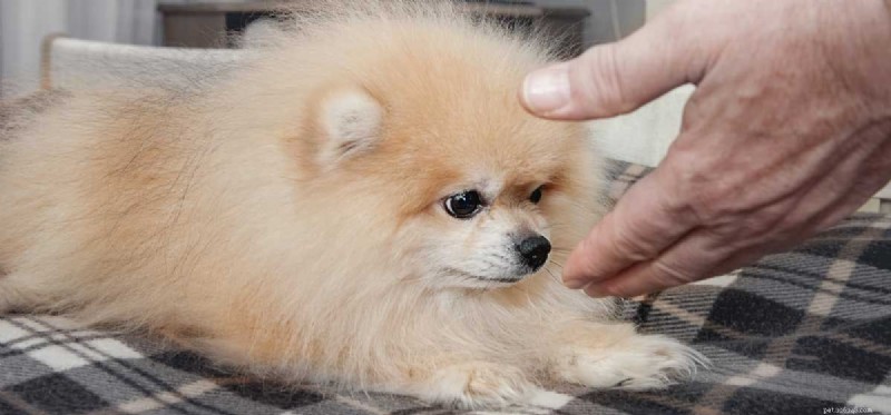 Kan hundar lukta andra hundar på människor?