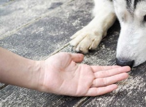 I cani possono annusare altri cani sugli esseri umani?