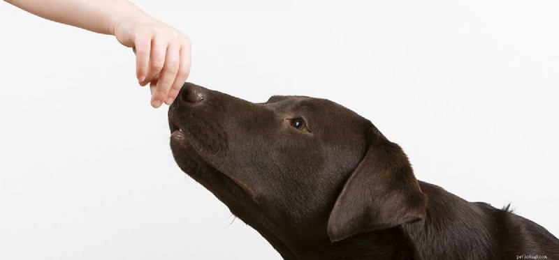I cani possono annusare altri cani sugli esseri umani?