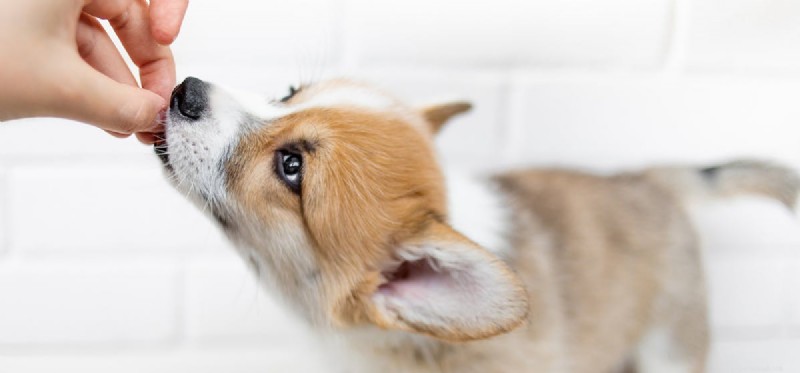 Os cães podem cheirar brownies de maconha?