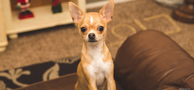 Os cães podem cheirar brownies de maconha?