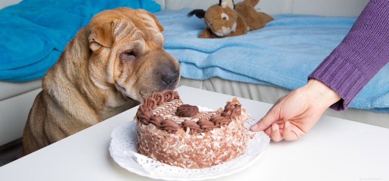 Os cães podem cheirar brownies de maconha?