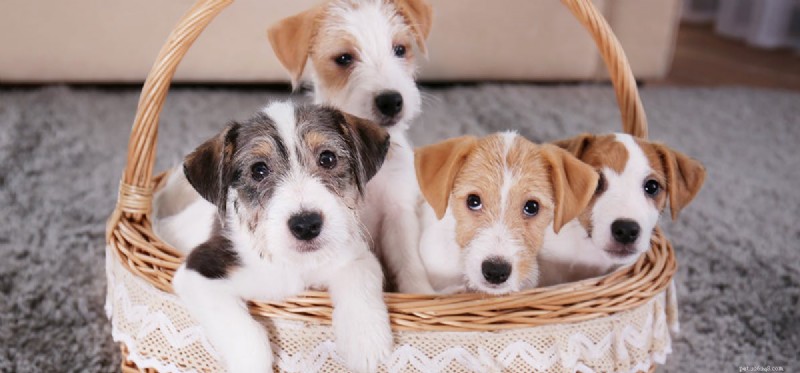 Os cães podem cheirar brownies de maconha?