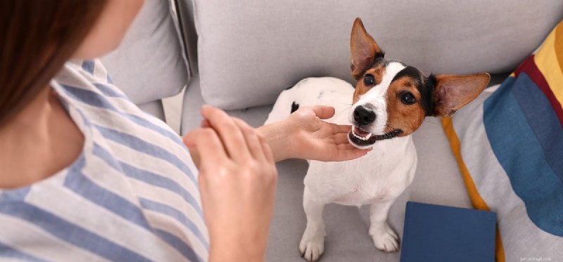 犬は悲しみの匂いを嗅ぐことができますか?