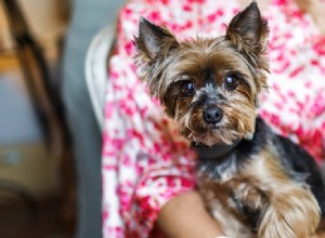 Os cães sentem o cheiro da tristeza?