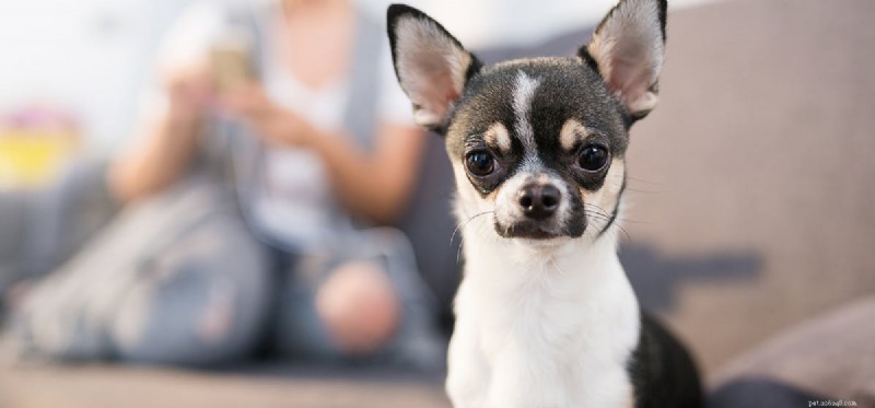 Les chiens peuvent-ils sentir la tristesse ?