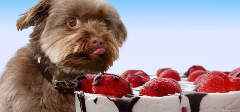 Os cães podem sentir o cheiro de doces?