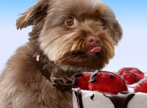 I cani possono annusare i dolci?