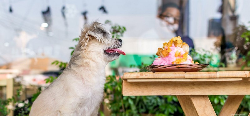 Kan hundar lukta sötsaker?