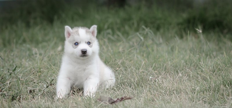 Les chiens peuvent-ils sentir la testostérone ?