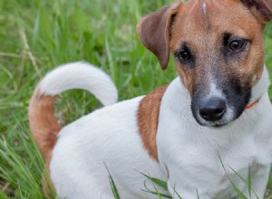 犬はテストステロンのにおいを嗅ぐことができますか?