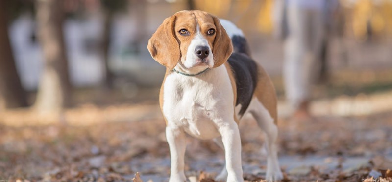 Les chiens peuvent-ils sentir la testostérone ?