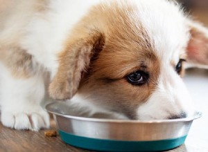 Kunnen honden door aluminiumfolie ruiken?