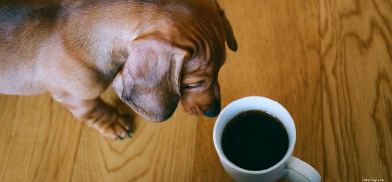 I cani possono annusare il caffè?