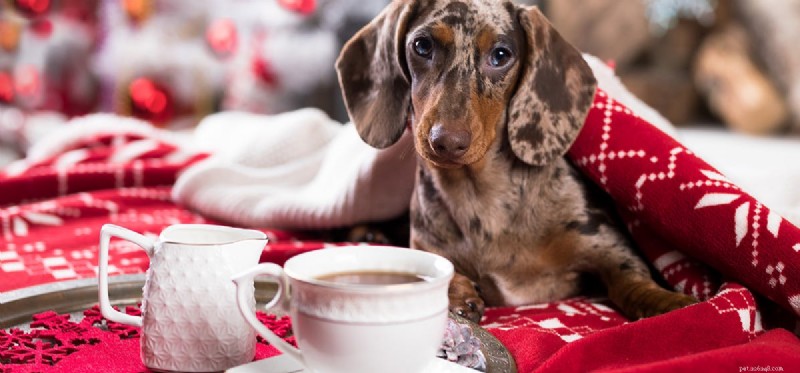 Kunnen honden door koffie ruiken?