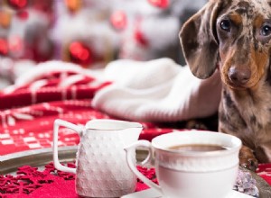 Kunnen honden door koffie ruiken?