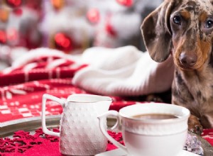 Kan hundar lukta genom kaffe?