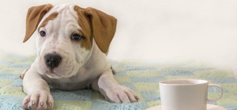 Kan hundar lukta genom kaffe?